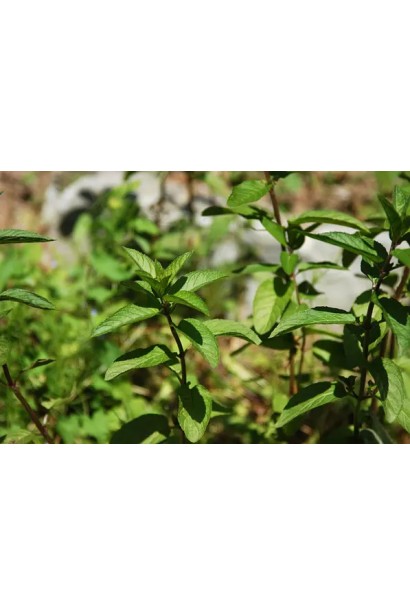 Mentha x piperita `Caramel`